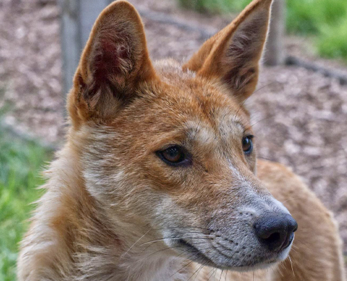 Acacia - Alpine Dingo