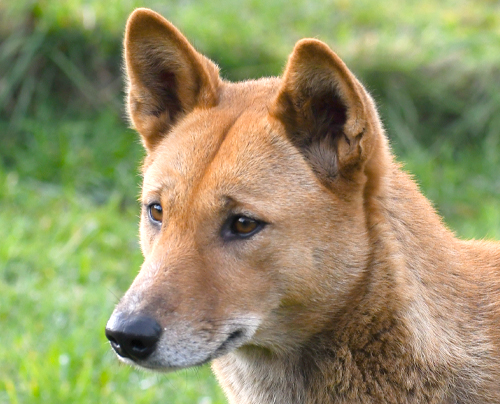 Barkala - Alpine Dingo