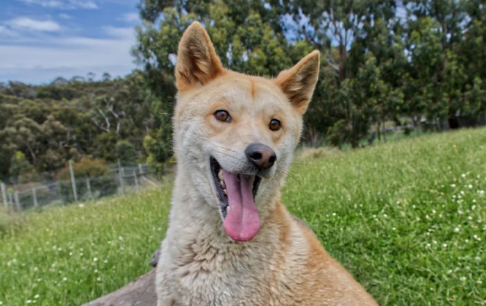 dingo foundation tours