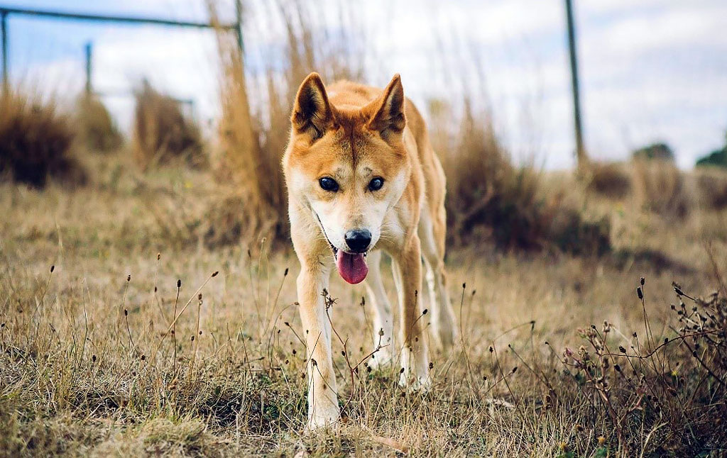 Our Dingoes Australian Dingo Foundation