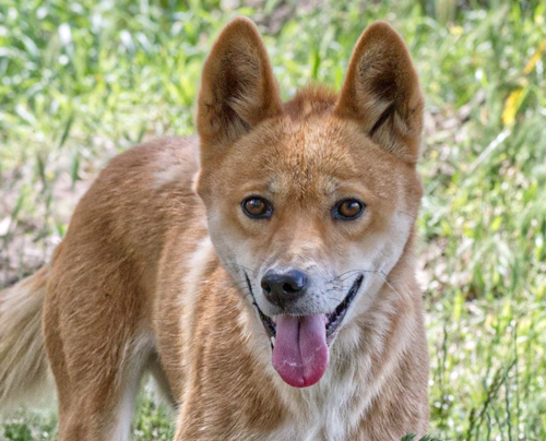 Delilah - Alpine Dingo