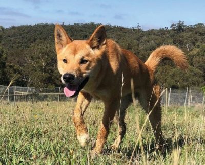 Our Dingoes – Australian Dingo Foundation