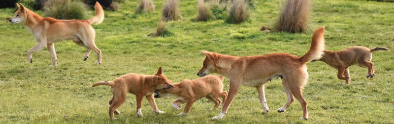 dingo foundation tours