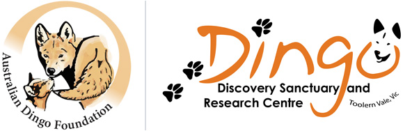 dingo foundation tours