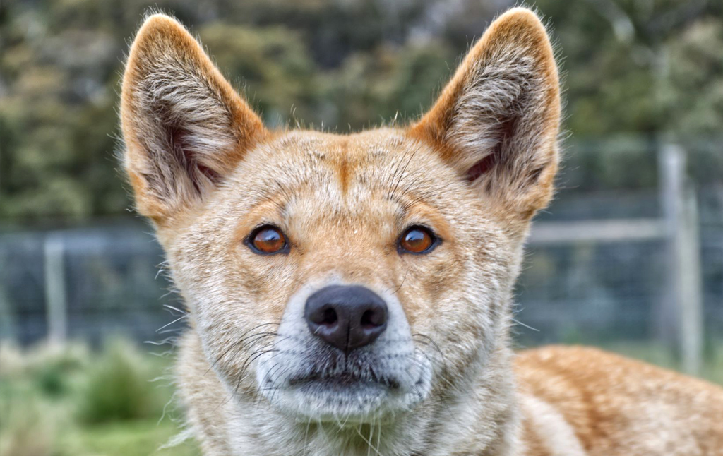 Mahla - Alpine Dingo