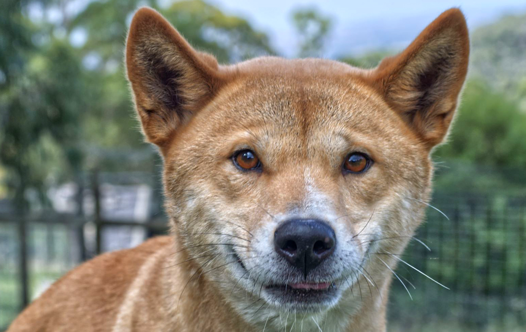 Ooti - Alpine Dingo