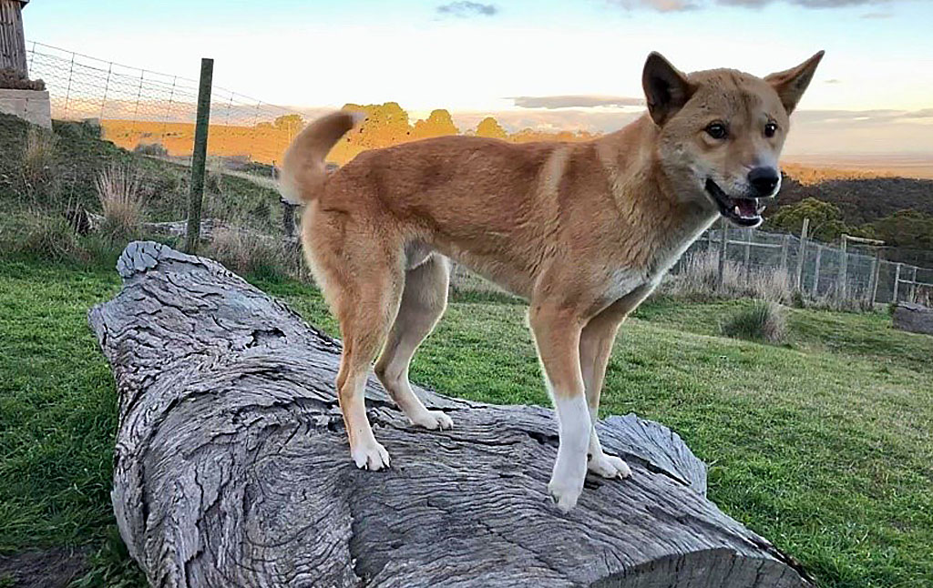 Our Dingoes – Australian Dingo Foundation