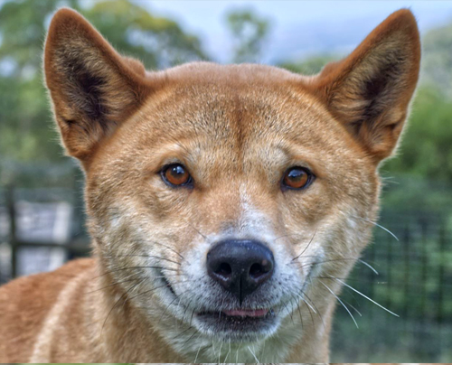 Ooti - Alpine Dingo