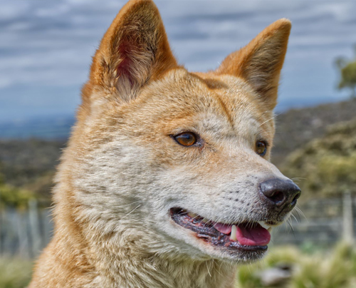 Polly - Alpine Dingo