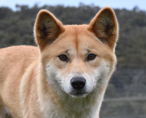 Sassafras - Alpine Dingo