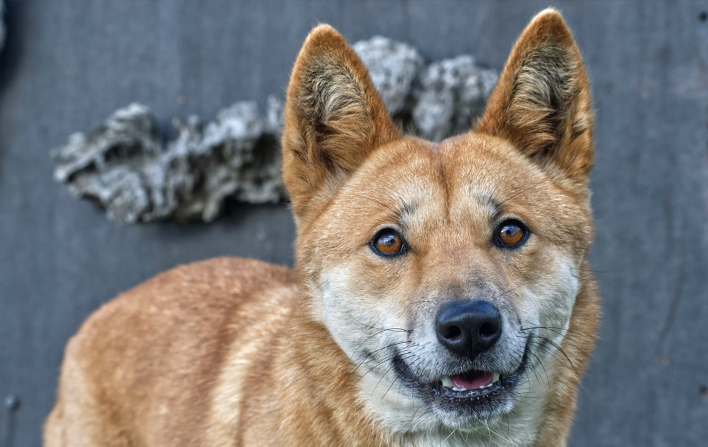 Waratah - Alpine Dingo