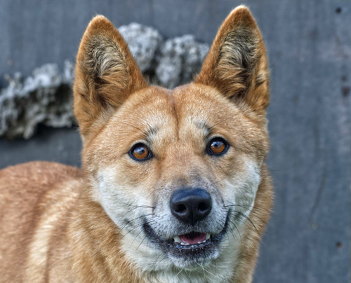 Waratah - Alpine Dingo