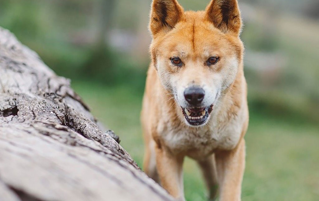 Our Dingoes Australian Dingo Foundation