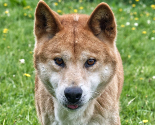 Yoori - Alpine Dingo